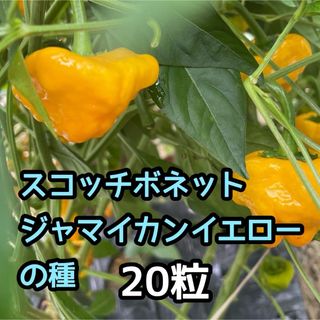 スコッチボネット ジャマイカン イエロー 唐辛子の種 20個(調味料)