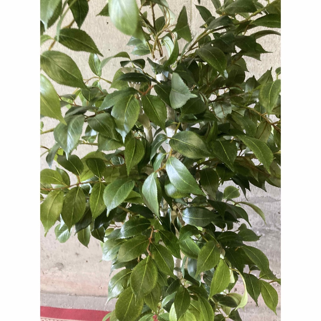 光触媒 人工観葉植物 ウォールグリーン フェイクグリーン 光触媒 人工観葉植物 ウォールグリーン フェイクグリーン