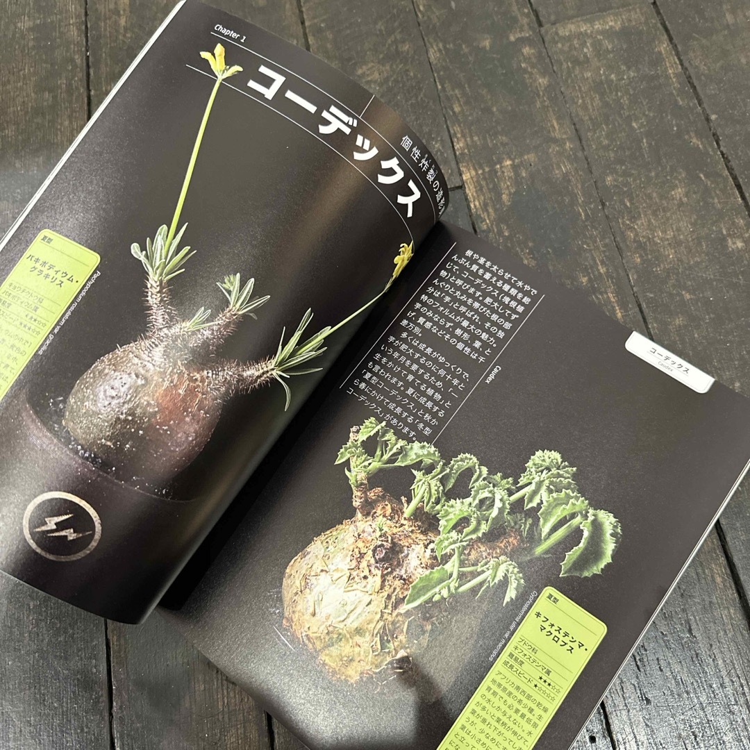 多肉植物パーフェクトブック エンタメ/ホビーの本(趣味/スポーツ/実用)の商品写真