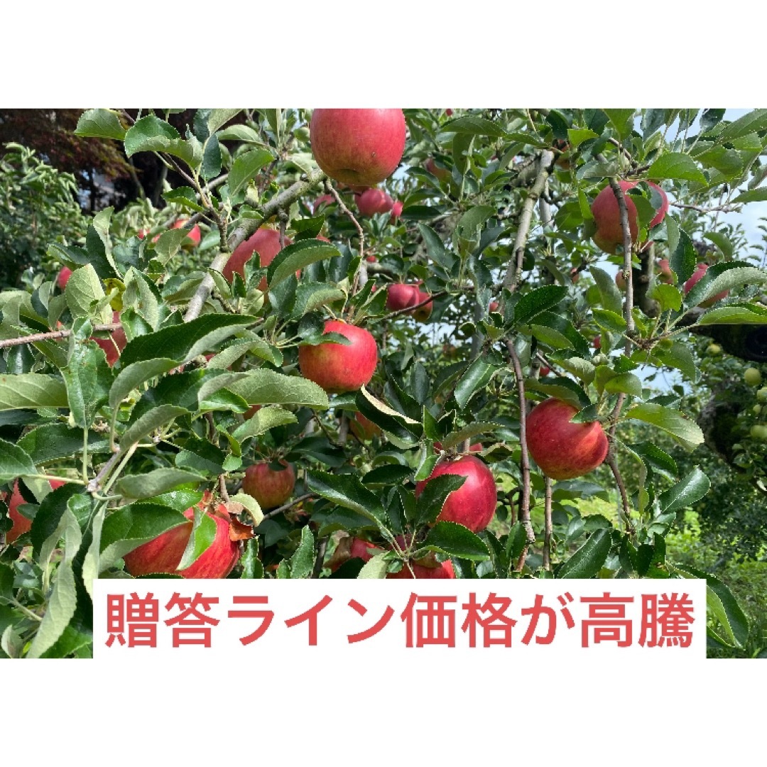 減農薬栽培山形県東根市産❣️立派過ぎな特大玉はいかが？３キロ8玉pk詰め贈答 食品/飲料/酒の食品(フルーツ)の商品写真