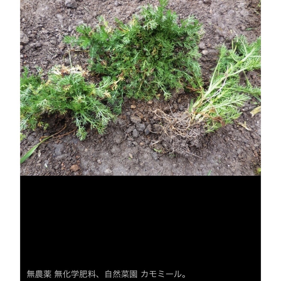 カモミール 3苗　エスディージーズ 無農薬 無化学肥料 混植栽培 自然菜園 食品/飲料/酒の食品(調味料)の商品写真