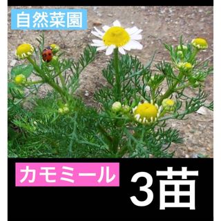 カモミール 3苗　エスディージーズ 無農薬 無化学肥料 混植栽培 自然菜園(調味料)