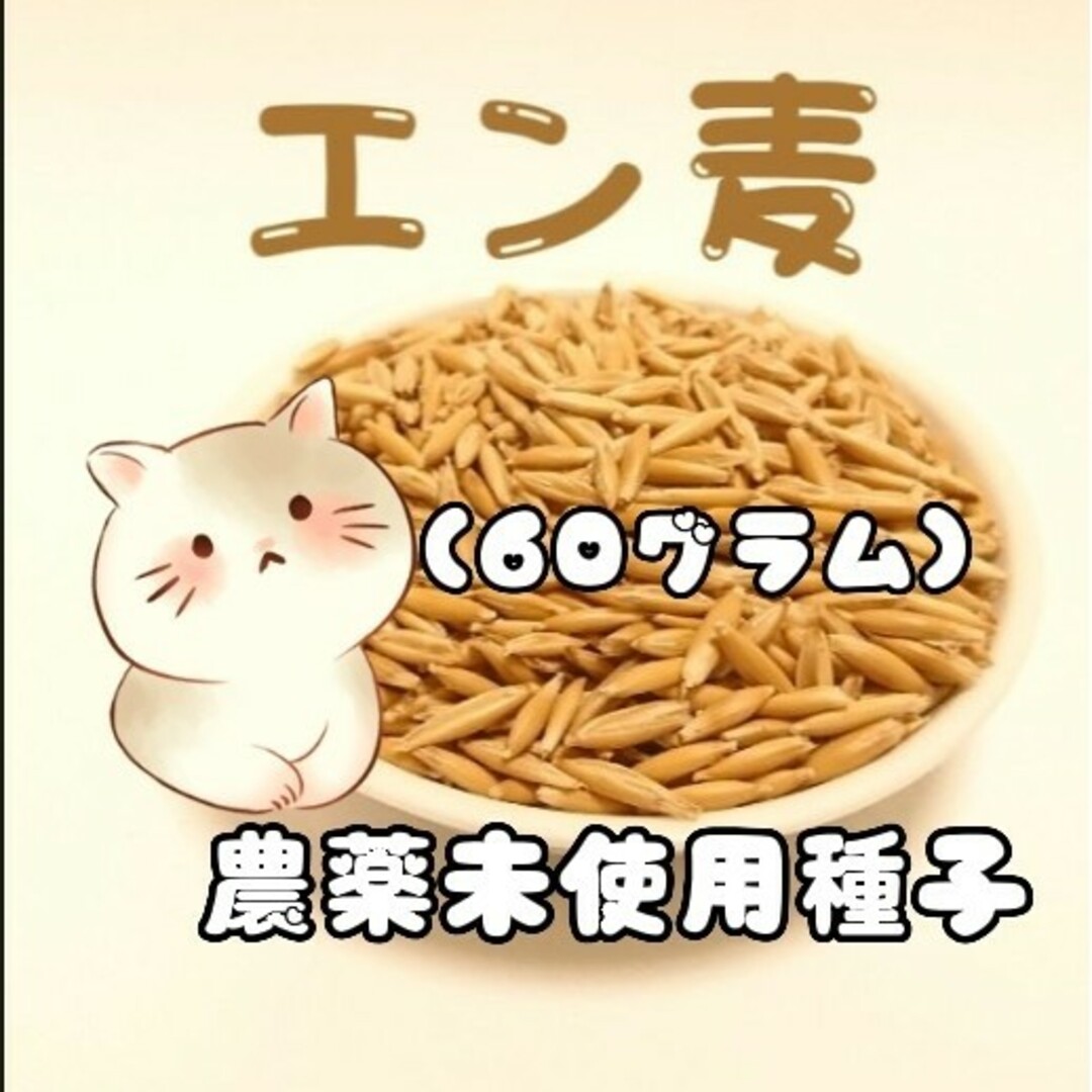 猫草、牧草 その他のペット用品(猫)の商品写真