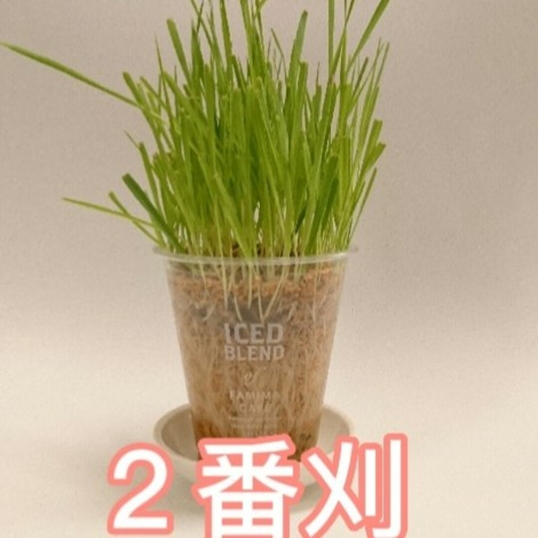 猫草、牧草 その他のペット用品(猫)の商品写真