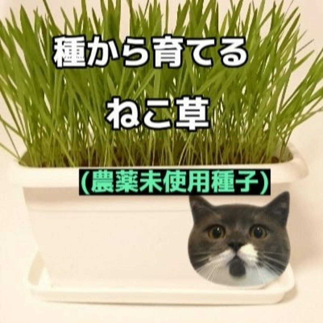 猫草、牧草 その他のペット用品(猫)の商品写真