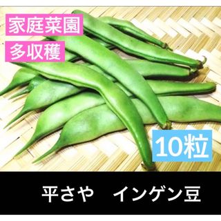 平さや インゲンマメ 10粒　人気 つるあり野菜 家庭菜園 グリーンカーテン(野菜)