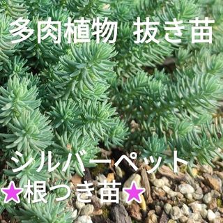 多肉植物 セダム シルバーペット レフレクサム 根付き苗 抜き苗(その他)