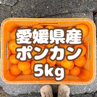 愛媛県産ポンカン5kg(フルーツ)