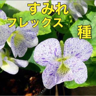 花の種 すみれ 種  ꕤ︎︎フレックス✿  20粒 菫 山野草 多年草 宿根草(その他)