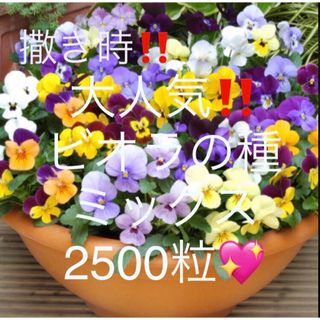 大人気‼️ビオラの種ミックス☆2500粒‼︎ビオラを育ててみませんか✨17(その他)