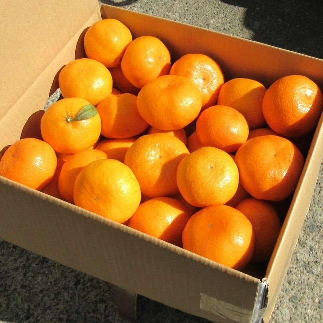 湯河原みかん 10kg🍊ご家庭用 訳あり 不選別 ゆがわらみかん 10キロ 食品/飲料/酒の食品(フルーツ)の商品写真