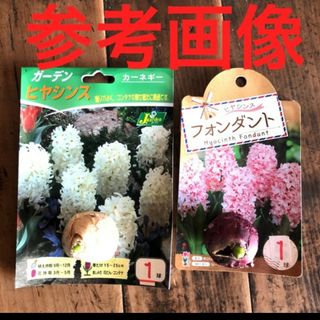 人気のセット】ヒヤシンス 芽出し球根　2球　2色　白　桜(薄ピンク)  Hセット(プランター)