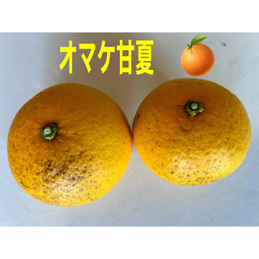 不知火　八朔☆1 食品/飲料/酒の食品(フルーツ)の商品写真