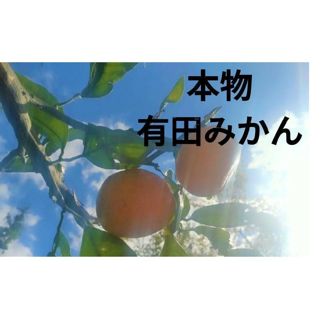 有田みかん(アリダミカン)の防腐剤無し 1.5Kg未満 有田みかん 自消費用 限定品 和歌山特産品 日本一 食品/飲料/酒の食品(フルーツ)の商品写真