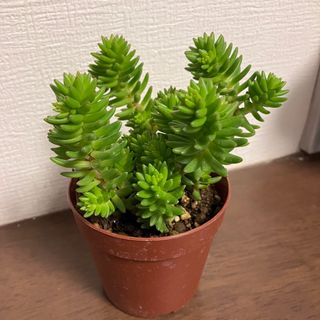 セダム グリーンペット 多肉植物(その他)