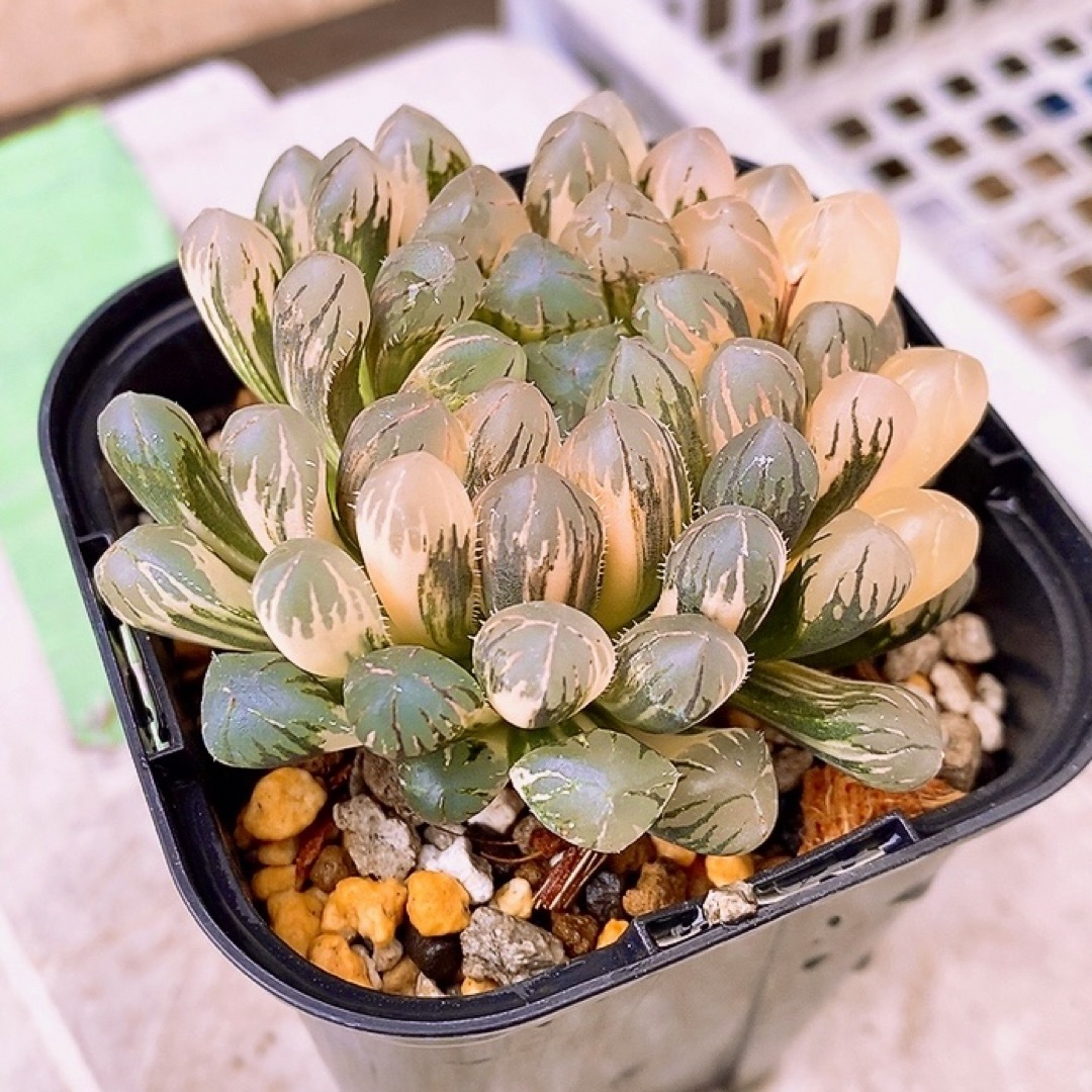 多肉植物 ハオルチア オブツーサ錦 赤斑 カキコの通販 by りん's 多肉植物 ハオルチア オブツーサ錦 赤斑 カキコの通販 by りん's