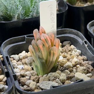 多肉植物 ハオルチア オブツーサ錦 赤斑 カキコ(プランター)