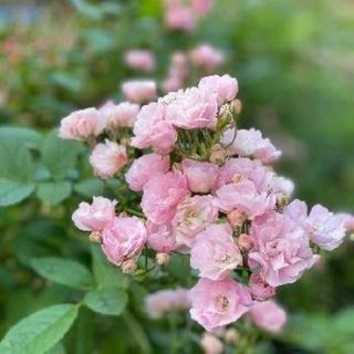 群馬薔薇　２年生苗(その他)