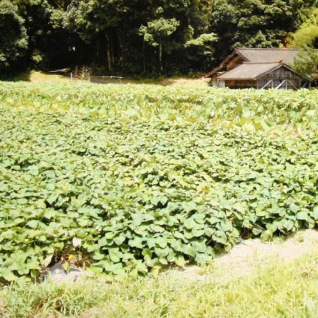 無肥料 無農薬 黒小豆(300g)★熊本県産★自然と共存する究極の自然栽培農法★