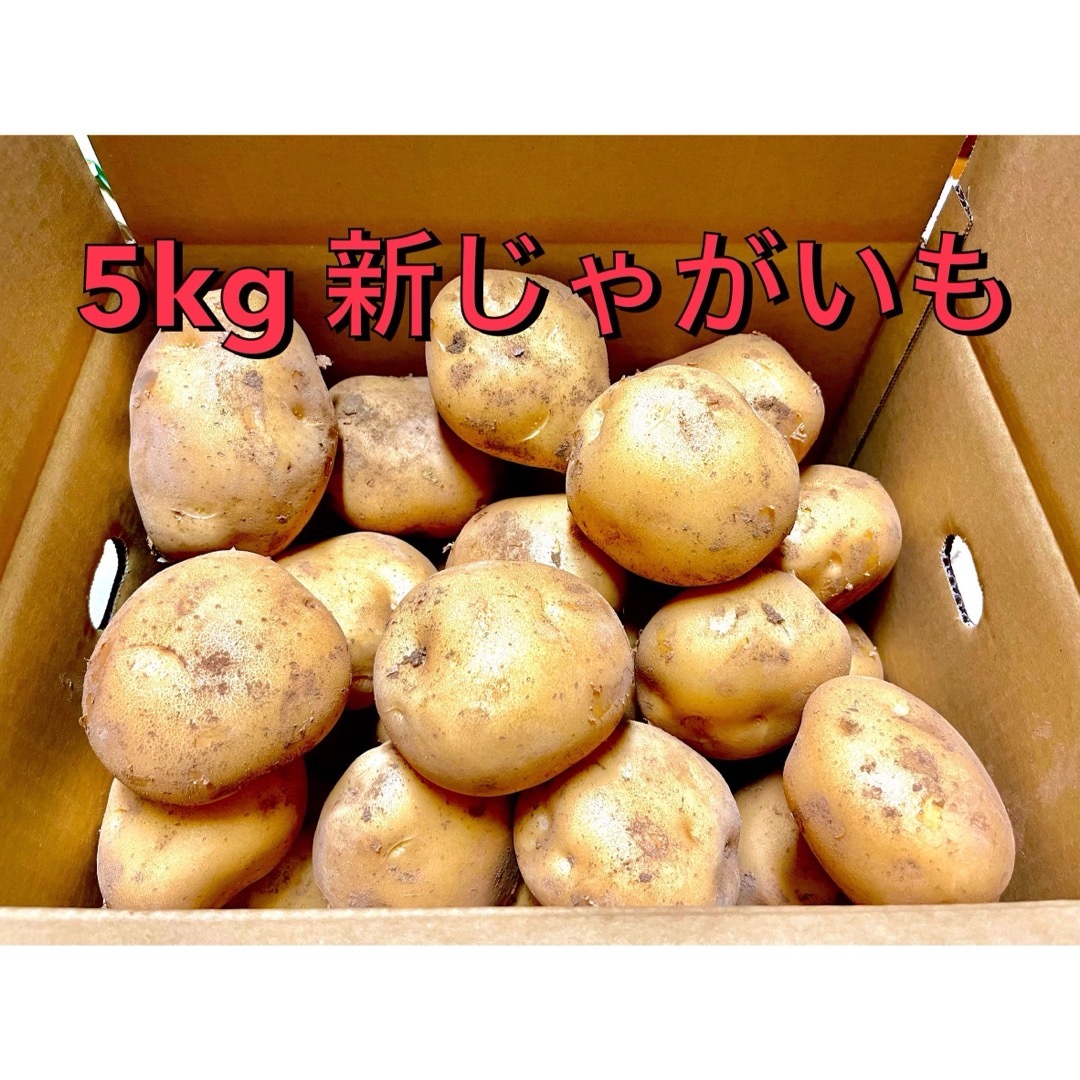 じゃがいも 5キロ　5kg 長崎県島原半島産　西豊　ニシユタカ　産地直送 食品/飲料/酒の食品(野菜)の商品写真