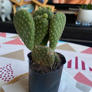 【❤️観葉植物❤️】金烏帽子　キンエボシ　サボテン　バニーカクタス　抜き苗(その他)