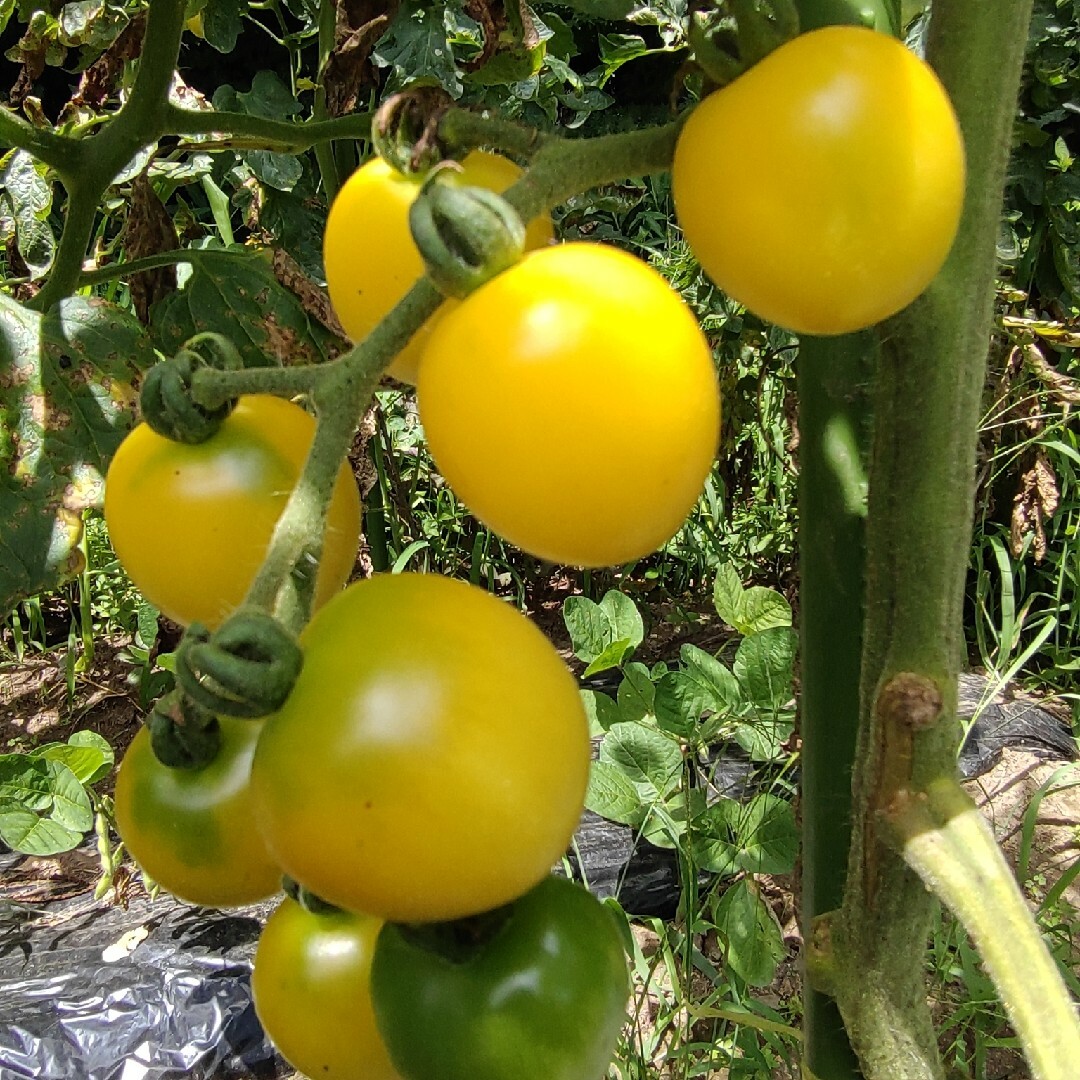 白ミニトマトの種　20粒　無農薬栽培 食品/飲料/酒の食品(野菜)の商品写真