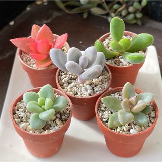 おまとめ中！　39SALE！多肉植物^o^ カット苗5種セット(その他)