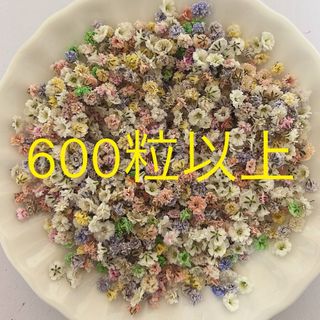 ★訳あり★600粒以上かすみ草(ドライフラワー)