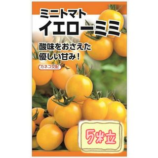 野菜の種【ミニトマト】イエローミミ①(野菜)