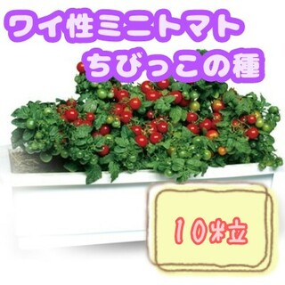 野菜の種【ミニトマト】ちびっこ①(野菜)