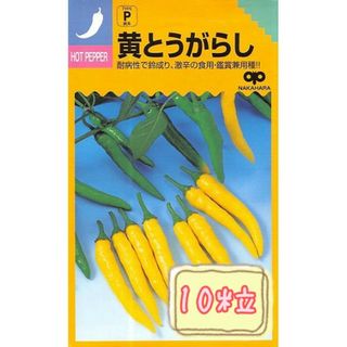 野菜の種【とうがらし】黄とうがらし①(野菜)