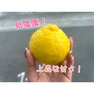 はるか　みかん　ご家庭用　1キロ(フルーツ)