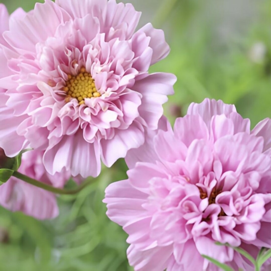 花の種 八重咲きコスモス ローズボンボン20粒 ハンドメイドのフラワー/ガーデン(プランター)の商品写真