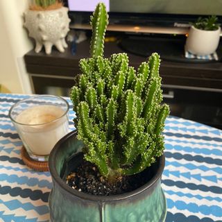 ❤️【観葉植物】❤️電磁波吸収サボテン　セレウスサボテン　抜き苗(その他)