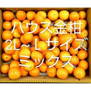 ハウス金柑 きんかん　宮崎県産　2L/Ｌサイズ混入  箱込み 2㎏入(フルーツ)