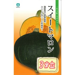 野菜の種【かぼちゃ】スイートマロン①(野菜)