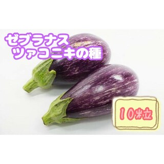 野菜の種【ゼブラナス】ツァコニキ①(野菜)