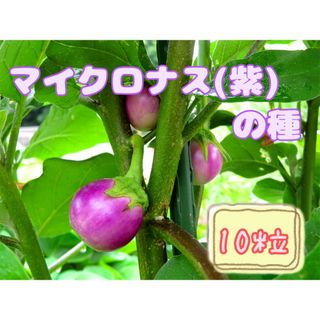 野菜の種【ナス】マイクロナス(紫)①(野菜)