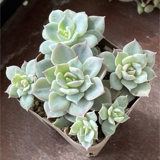 39SALE！多肉植物^o^   ファンクィーン(その他)