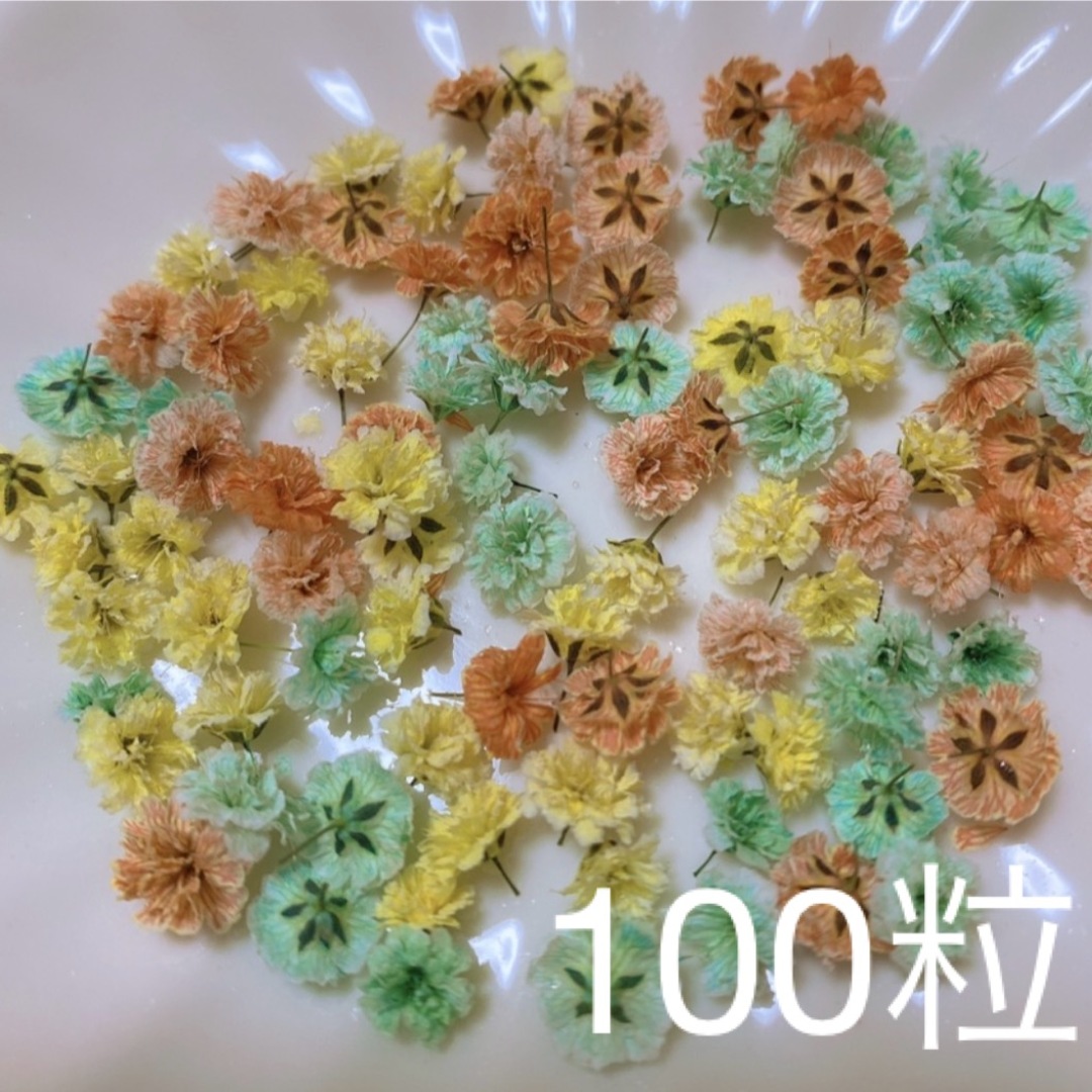 オレンジ×ミントグリーン系 かすみ草ドライフラワー100粒 ハンドメイドのフラワー/ガーデン(ドライフラワー)の商品写真