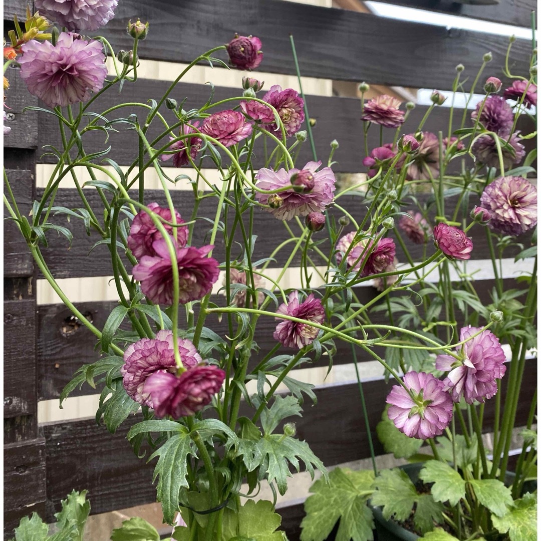 ラナンキュラスラックス　アイオリア1鉢 ハンドメイドのフラワー/ガーデン(プランター)の商品写真