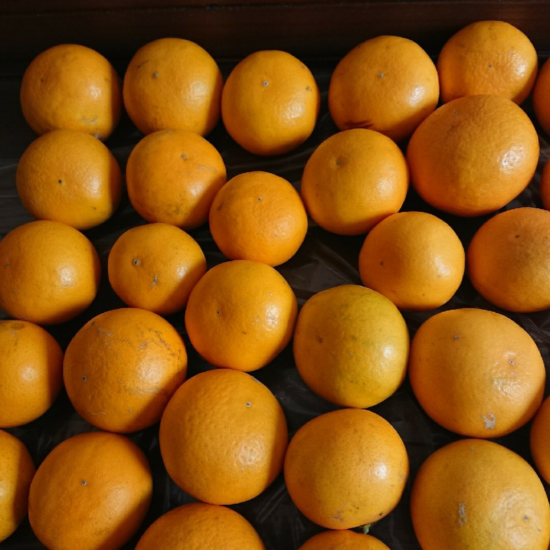清見オレンジ　約5kg 食品/飲料/酒の食品(フルーツ)の商品写真