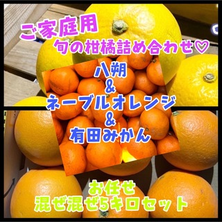 ご家庭用 旬の柑橘詰め合わせ！約5キロ(フルーツ)