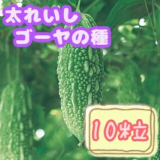 野菜の種【ゴーヤ】太れいし①(野菜)