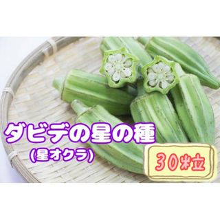 野菜の種【オクラ】ダビデの星①(野菜)