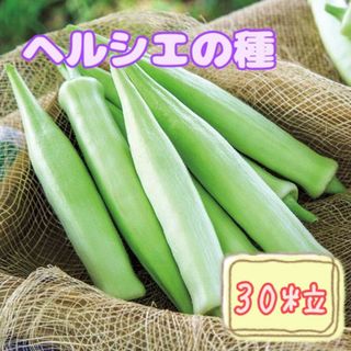 野菜の種【オクラ】ヘルシエ①(野菜)