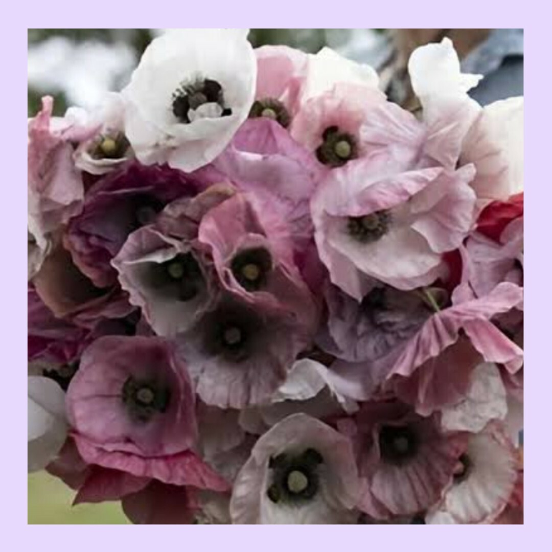 30粒　人気のピーチやグレーもあり✦ポピー　マザーオブパール✦花の種 ハンドメイドのフラワー/ガーデン(その他)の商品写真