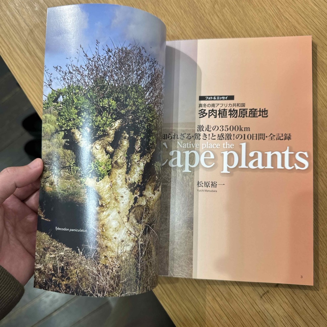 多肉植物原産地　cape plants  松原裕一 ハンドメイドのフラワー/ガーデン(その他)の商品写真