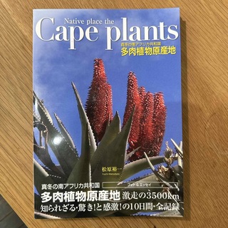 多肉植物原産地　cape plants  松原裕一(その他)