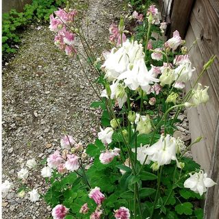 西洋オダマキの種100粒以上(その他)